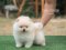 น้องปอม สีครีม เพศผู้ 