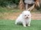 น้องปอม เพศเมีย สีขาว 