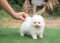 น้องปอม สีขาว เพศผู้ 