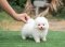 น้องปอม สีขาว เพศผู้ 
