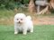 น้องปอม สีขาว เพศผู้ 