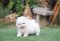 น้องปอม เพศผู้ ทีคัพ สีขาว 