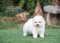 น้องปอม เพศู้ สีขาวครีม 
