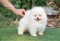 น้องปอม เพศผู้ สีขาว 