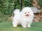 น้องปอม เพศผู้ สีขาว 