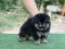 น้องปอม เพศเมีย แบคแทน 