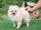 น้องปอม สีครีม เพศเมีย 