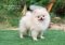 น้องปอม สีครีม เพศเมีย 