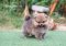 น้องปอม เพศผู้ สีส้ม เกรดโชว์ 