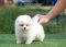 น้องปอม สีขาว เพศผู้ ไซรืเล็ก 