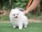 น้องปอม เพศผู้ สีขาว