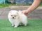 น้องปอม เพศผู้ สีครีม 