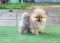 น้องปอม เพศเมีย ทีคัพ 