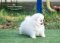 น้องปอม สีขาว เพสเมีย เกรดโชว์ 