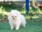 น้องปอม เพศเมีย สีขาวครีม 