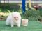 น้องปอม สีครีม ทีคัพ เพศเมีย 