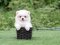 น้องปอม เพศเมีย สีขาว 