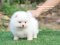น้องปอม เพศเมีย สีขาว ไซร์เล็ก 