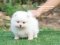 น้องปอม เพศเมีย สีขาว ไซร์เล็ก 