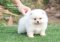 น้องปอม เพศเมีย สีขาว 