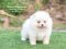 น้องปอม เพศเมีย สีขาว 