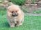 น้องปอม เพศเมีย สีส้ม ไซร์เล็ก 