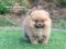 น้องปอม เพศเมีย สีส้ม ไซร์เล็ก 