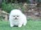 น้องปอม เพศผู้ สีขาว ไซร์เล็ก 