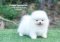 น้องปอม เพศผู้ สีขาว ไซร์เล็ก 