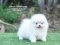 น้องปอม เพศผู้ สีขาว ไซร์เล็ก 