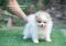 น้องปอม เพศเมีย สีปาร์ตี้ 