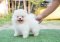 น้องปอม เพศผู้สีขาวครีม 