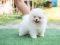 น้องปอม เพศผู้สีขาวครีม 