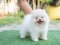 น้องปอม เพศผู้สีขาวครีม 