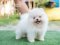 น้องปอม เพศผู้สีขาวครีม 