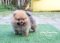 น้องปอม เพศเมีย สีส้ม ไซร์เล็ก