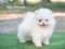 น้องปอม เพศผู้ ไซร์เล็ก สีขาว 