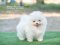 น้องปอม เพศผู้ ไซร์เล็ก สีขาว 