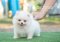 น้องปอม เพศผูู้ สีขาว ไซร์เล็ก 