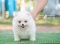 น้องปอม เพศผูู้ สีขาว ไซร์เล็ก 