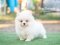 น้องปอม เพศผู้ สีขาว 