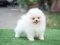 น้องปอม สีขาว เพศเมีย 