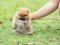 น้องปอม เพศเมีย หน้าหมี ขนแน่น 