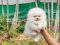 น้องปอม เพศผู้ สีขาวครีม หน้าหมี 