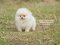 น้องปอม เพศเมีย สีครีม 