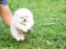 น้องปอม เพศผู้ สีครีม เกรดดี หน้าสั้น 