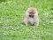 น้องปอม เพศเมีย สีส้ม ไซร์ทรอย 