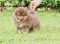 น้องปอม เพศผู้ สีช็อคแทน 