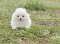 น้องปอม เพศเมีย สีขาว 