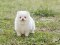 น้องปอม เพศเมีย สีขาว 
